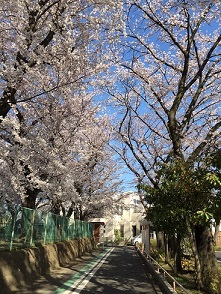 桜並木のサムネール画像